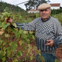 Vindima: druiven plukken in Portugal
